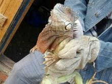 В Татарстане в огороде сельских жителей обнаружена игуана