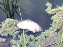 В пруду возле садового общества 'Силикатчик' - массовый мор рыбы