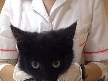 В кризис собак и кошек в Набережных Челнах стали реже лечить и чаще выкидывать