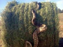 В соцсетях пугают питоном, которого якобы в Татарстане случайно упаковали в тюк сена