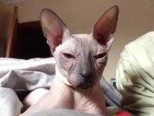 В пожаре в доме 53/28 погиб кот, которого хозяева искали четыре дня