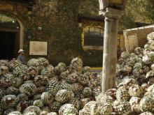 Ford будет производить биопластик для автомобилей из отходов от текилы (кактусов агава)