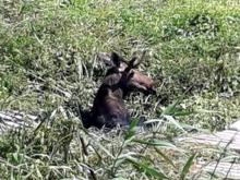 Челнинские спасатели четыре часа вытаскивали лося, застрявшего в очистных сооружениях