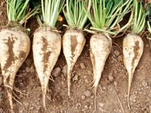 Министру Ахметову показали, как теперь выращивают свеклу в Татарстане