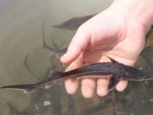 В Нижнекамское водохранилище запущено 200 тысяч мальков стерляди