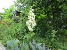 У садовода Бунова в саду зацвела пальма