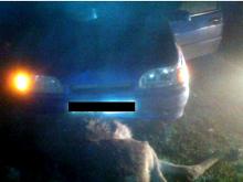 Водители, внимание: окрепшие кабанята, лосята, медвежата выбегают на дороги