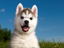 Была амнистирована и тут же начала мошенничать снова: челнинка продает 'породистых щенков' в сети