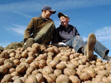Местные фермеры получат хороший урожай зерна и картофеля