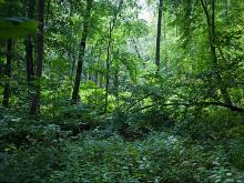 Труп пропавшего 29-летнего челнинца нашли в лесу спустя полтора месяца