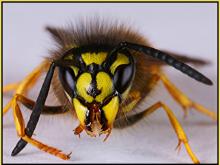 10 августа на Каме погиб рыбак от укуса осы