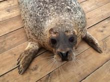 В дельфинарии выступает новый артист - нерпа Дуся