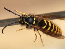 Оса ужалила челнинку в язык, попав к ней в ложку