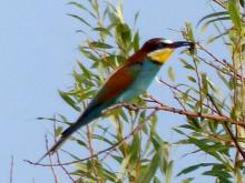 В окрестных лугах появились степные 'попугаи' - птицы щурки-пчелоеды