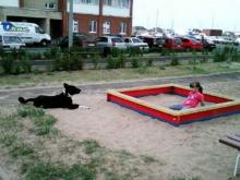 В районе новостроек в Замелекесье поймали 17 бездомных собак, а в поселке ЗЯБ - 16