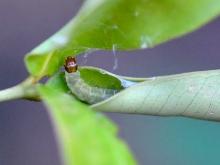 На яблони в Набережных Челнах напала гусеница - листовертка