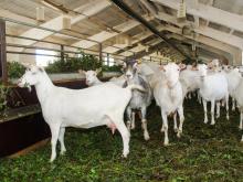 Директор козьей фермы из Татарстана намерен превратить ее в крупнейшую в мире