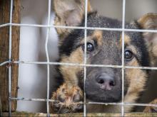 Наиль Магдеев обещал решить проблему выделения земли для приюта «Азира»