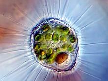 Именем экс-челнинки Ольги Шелест назвали новый вид микроба