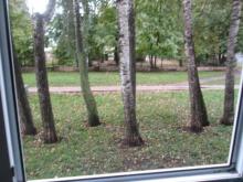 Челнинец из 30-го комплекса требует вырубить 7-8-метровые деревья - их ветки упираются в окна