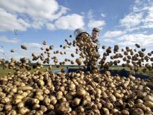 Урожай у фермеров не дотянул до рекорда. Они ждали 400 центнеров картофеля с гектара