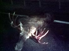 На трассе Набережные Челны — Сарманово автомобиль насмерть сбил лося