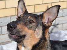 12-летний плотник хочет построить вольер для больного пса. Кто поможет ему с материалами?