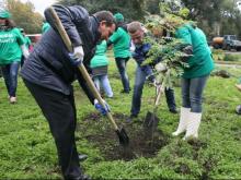 В Набережных Челнах высадят деревья на нескольких улицах