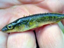 Рыболов из Набережных Челнов поймал в окрестностях города колюшку девятииглую