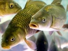 В Набережных Челнах сегодня запустят в Каму 3000 сазанов-двухлеток. На них потратили 400000 рублей