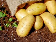 Сколько стоит семенной картофель. В России обещают заменить импорт - в 4 раза дешевле