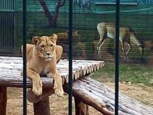 Проект реконструкции Конно-спортивной школы Тулпар' в зоопарк разработает альметьевская фирма