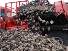 На заводе в Заинске из более чем 1.000.000 тонн свеклы сделают 145.000 тонн сахара