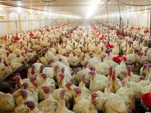 В Татарстане расширяют производство мяса индейки - производитель не успевает выполнять заказы