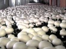 Крупнейший в России комплекс по производству шампиньонов и компоста запускают в Елабуге