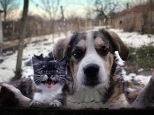 Дачники осаждают частный приют «Азира»: «Приютите собачку!»