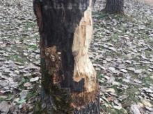 'Бобры сделали деревья в парке Прибрежный опасными для людей'