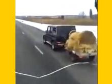 'В Татарстане на 'гелике' сено возят' (видео)