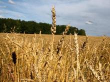 Холдингу «Агросила» в Татарстане теперь принадлежит 272 тысячи гектаров сельхозземель 