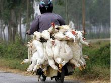 Кто первым построит «птичий» рынок: Организация мусульман или фермеры