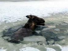 В Мензелинском районе под лед провалился лось - его успешно вытащили