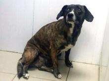 Челнинка при переезде на новое место бросила свою собаку