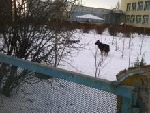 По территории детского сада в Набережных Челнах бегают бездомные собаки