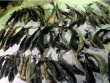 Браконьеры, выловившие на Каме 56 стерлядей, заплатят штраф в 80 тысяч рублей