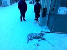 Найденный в садовом обществе 'Ромашка' труп кабана переполошил ветеринаров