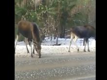 В Татарстане лоси съедают техническую соль с дорог, которую посыпают дорожники (видео)