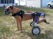 В Санкт-Петербурге открыли центр бесплатного проката ветеринарного оборудования для приютов животных