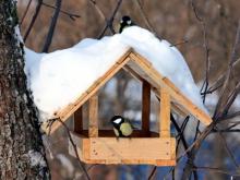 Экологи: Нельзя подкармливать птиц черным хлебом