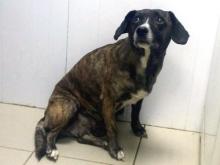 Брошенную при переезде в Набережных Челнах собаку выходили в приюте 'Верность'