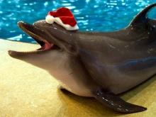 В новогодние праздники Челнинский дельфинарий представит новое шоу 'Дыхание моря'